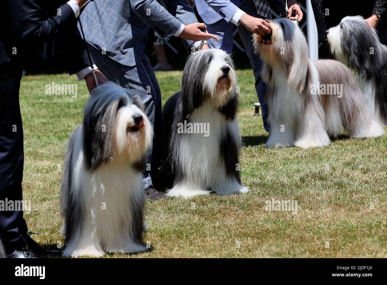 Bearded Collie dogs stand with their handlers in the ring during breed judging at the 146th Westminster Kennel Club Dog Show at the Lyndhurst Estate in Tarrytown, New York, U.S., June 20, 2022. REUTERS/Mike Segar Stock Photo