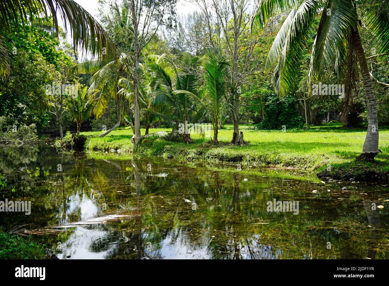 tropical landscape in zapata nationalpark at the bay of pigs in cuba Stock Photo