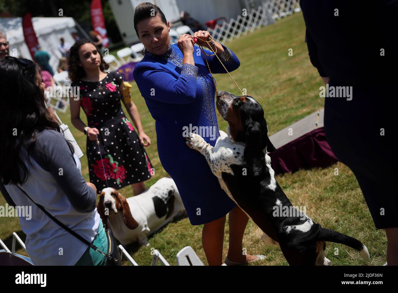 A Basset Hound leaps onto his handler during breed judging at the 146th Westminster Kennel Club Dog Show at the Lyndhurst Estate in Tarrytown, New York, U.S., June 20, 2022. REUTERS/Mike Segar Stock Photo