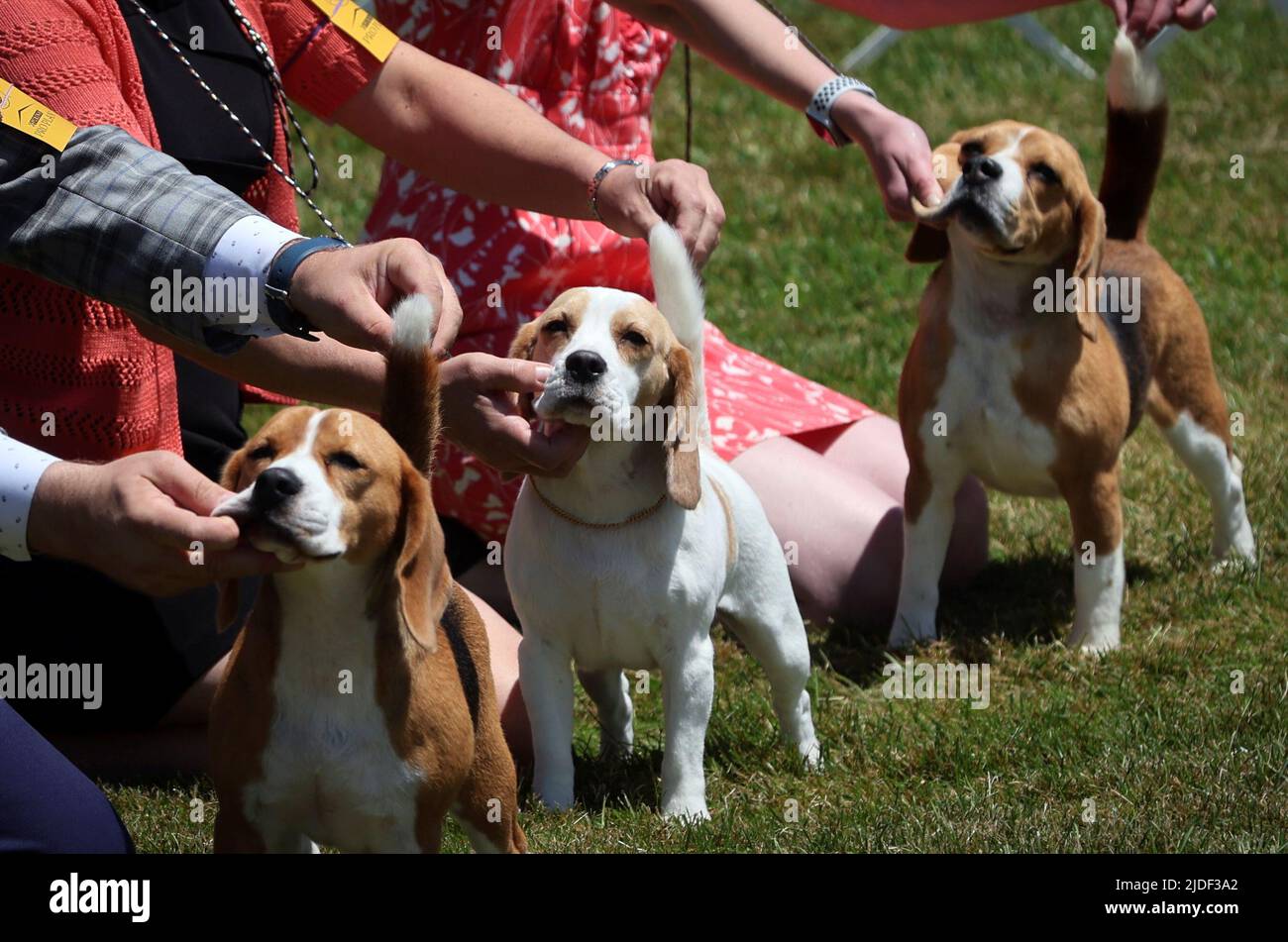 13 inch Beagles are held by handlers in the ring during breed judging at the 146th Westminster Kennel Club Dog Show at the Lyndhurst Estate in Tarrytown, New York, U.S., June 20, 2022. REUTERS/Mike Segar Stock Photo