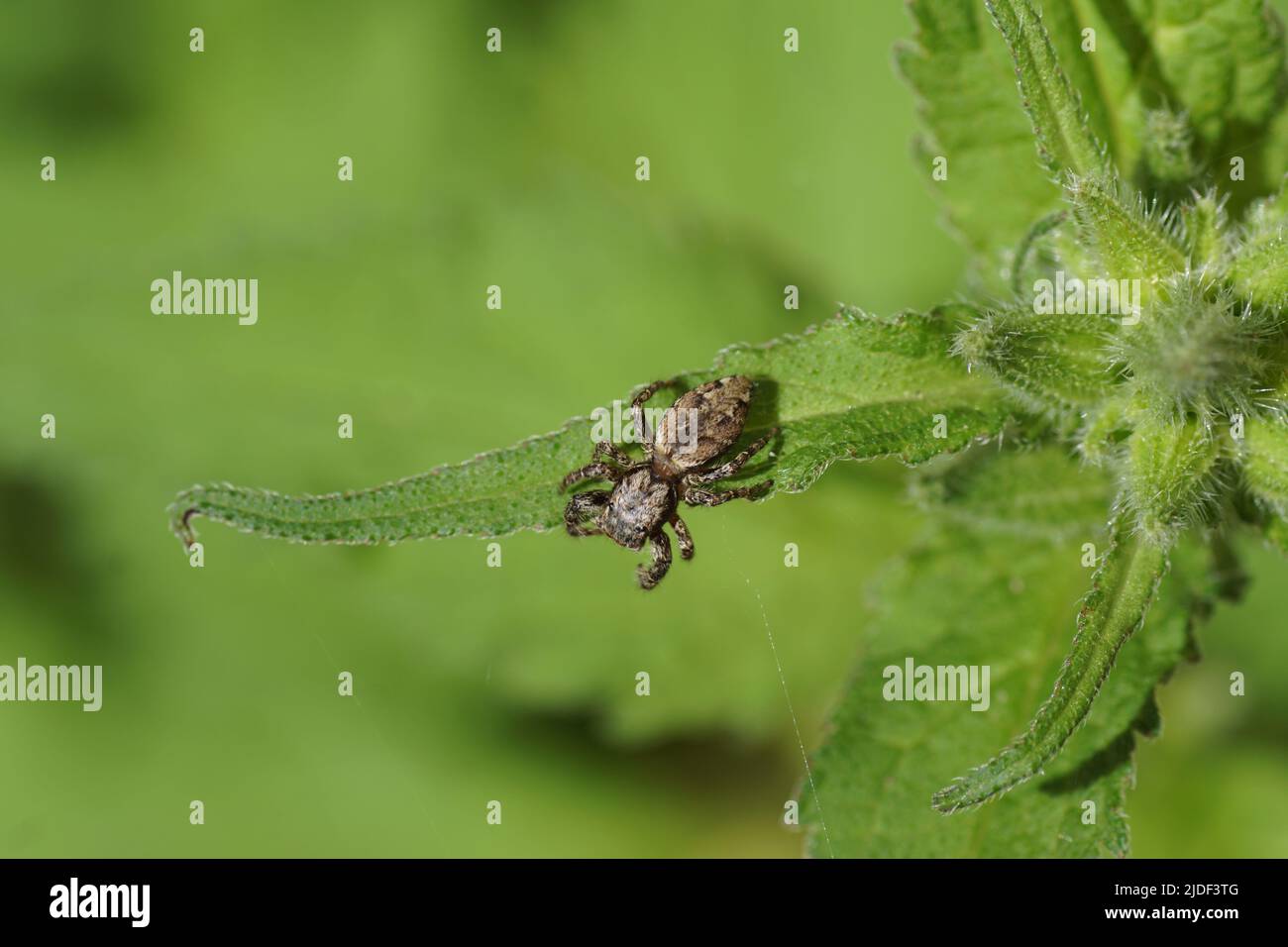 Fencepost jumping spider (Marpissa muscosa). Family jumping spiders (Salticidae). On a leaf of a Nettle-leaved Bellflower (Campanula trachelium). Stock Photo