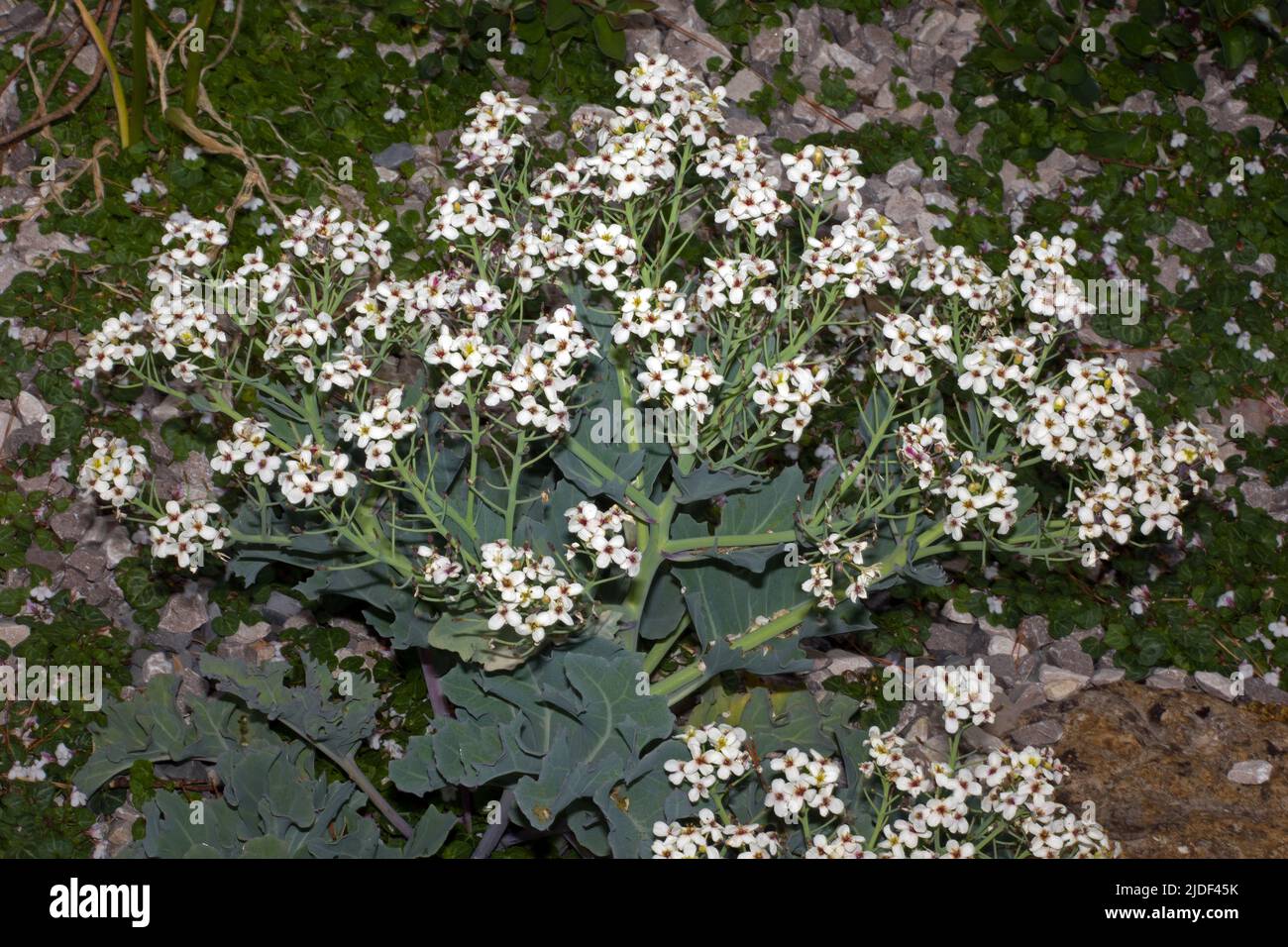 Crambe maritima (sea kale) is a halophytic (salt-tolerant) species found on coastal shingle and appears to be endemic to Europe. Stock Photo