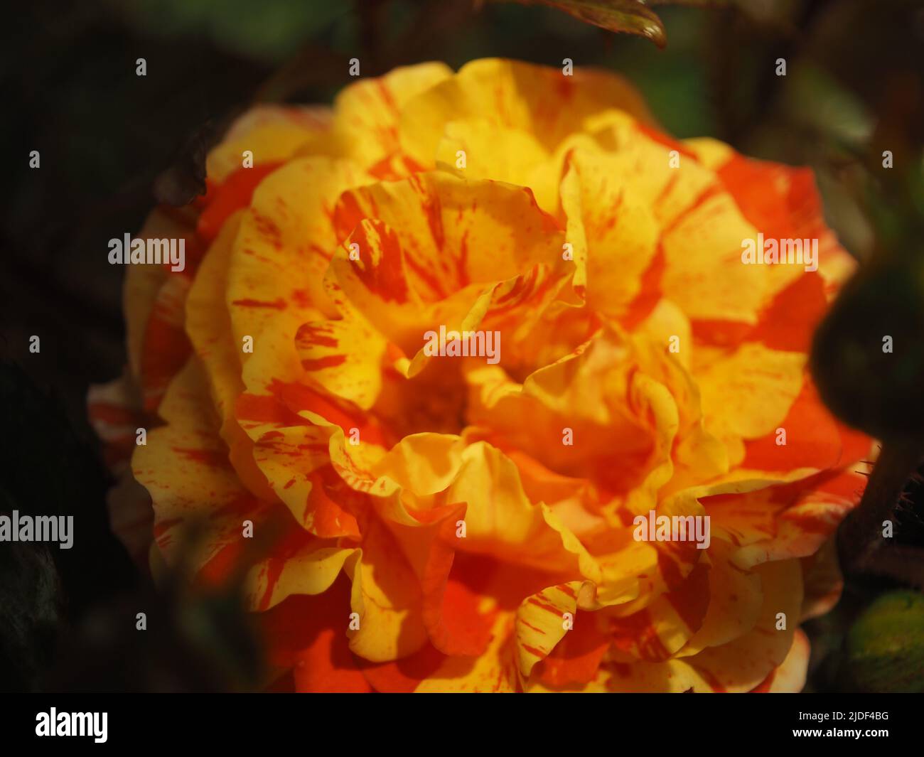 Red and yellow rose flower (Rosa) "Oranges and Lemons Stock Photo Alamy
