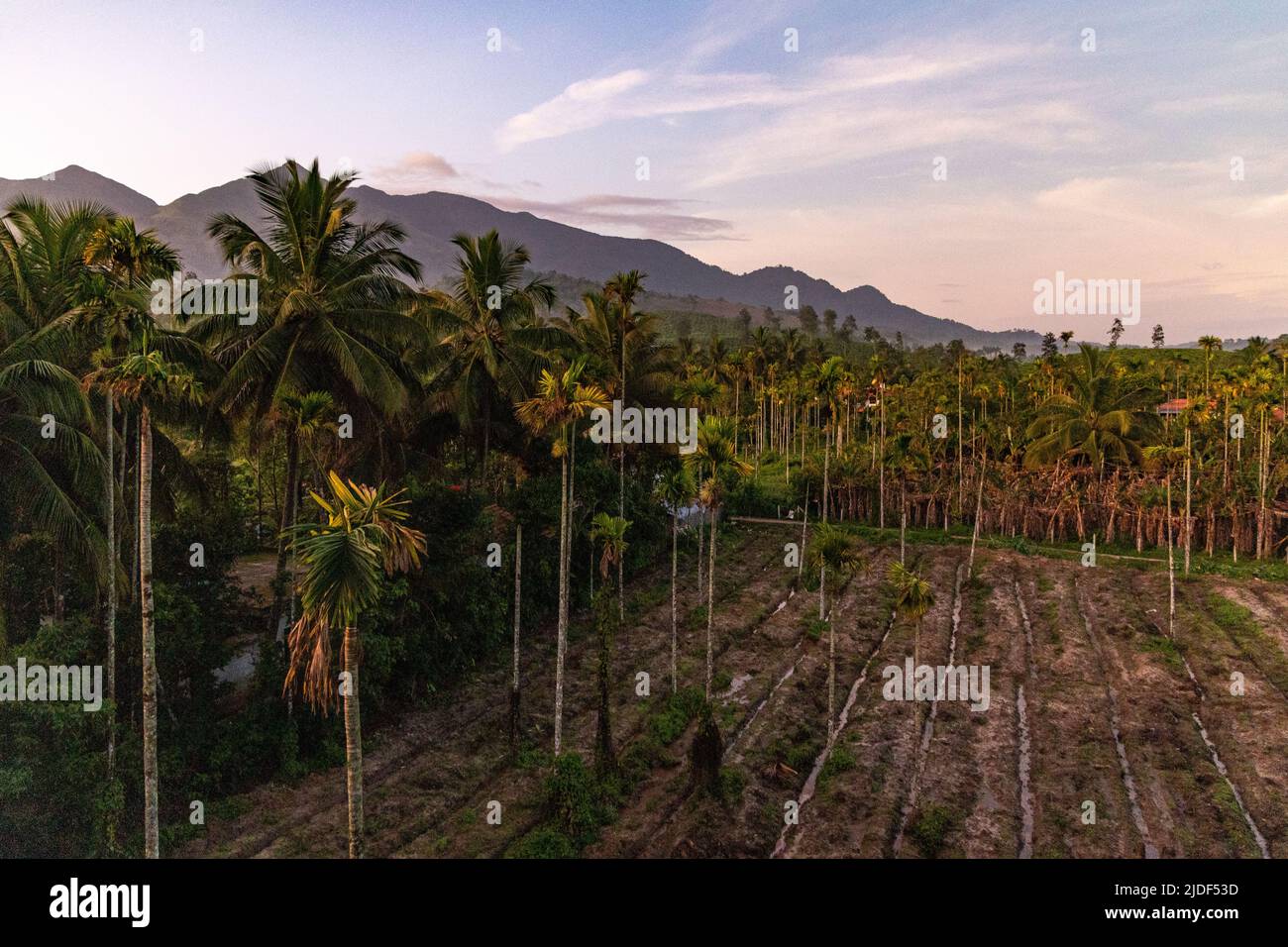 Beautiful pre-sunrise light over areca palms and coconut trees with mountains in background at Wayanad, Kerala Stock Photo