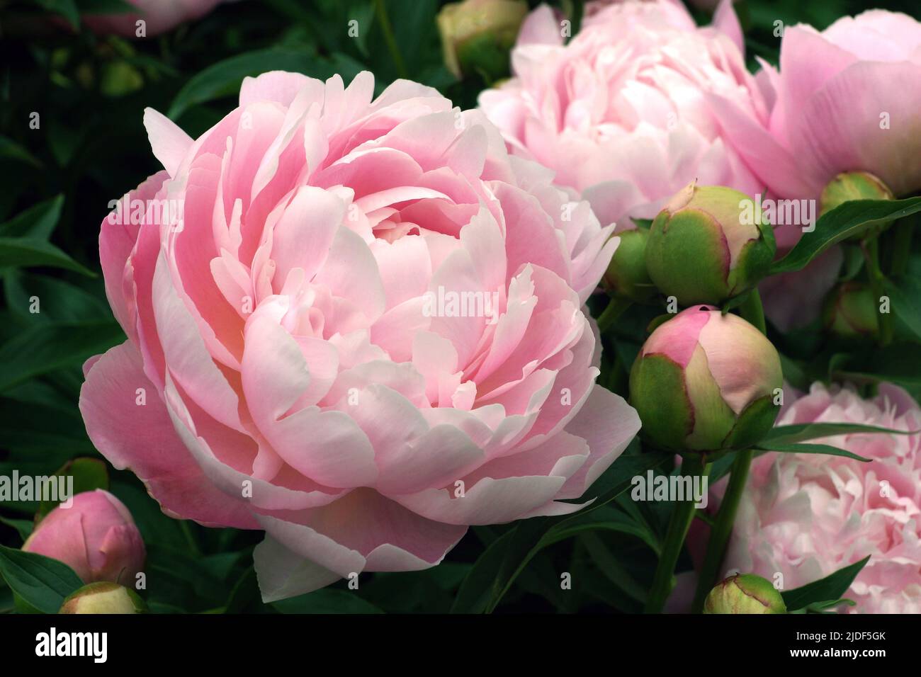 Double pink peony 'Mrs. Franklin D. Roosevelt close-up. Stock Photo