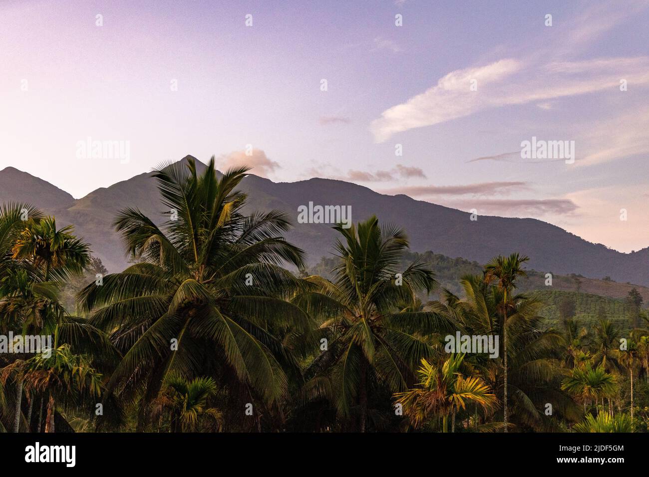 Beautiful pre-sunrise light over areca palms and coconut trees with mountains in background at Wayanad, Kerala Stock Photo
