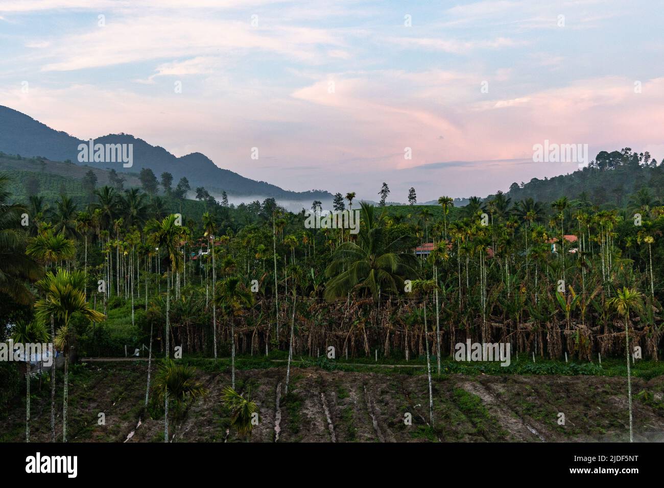 Beautiful pre-sunrise light over areca palms and coconut trees with mountains in background at Wayanad, Kerala Stock Photo