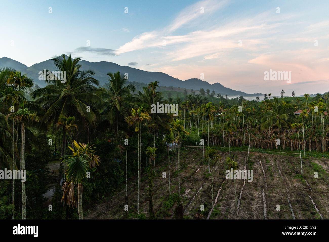 Beautiful pre-sunrise light over areca palms and coconut trees with mountains in background at Wayanad, Kerala Stock Photo