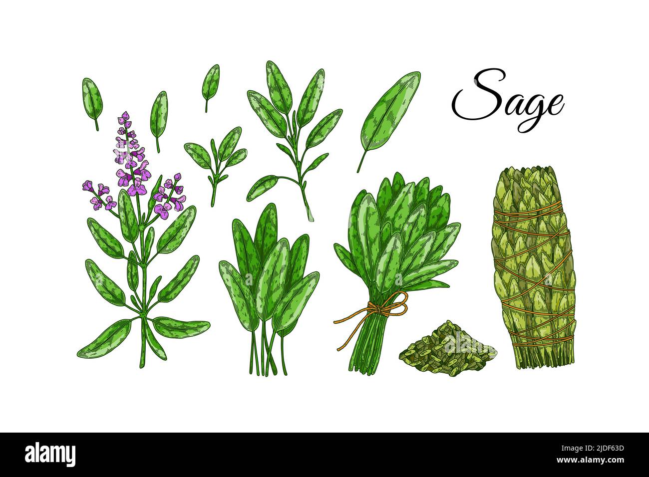 Set of sage design elements. Hand drawn greens and leaf vegetables