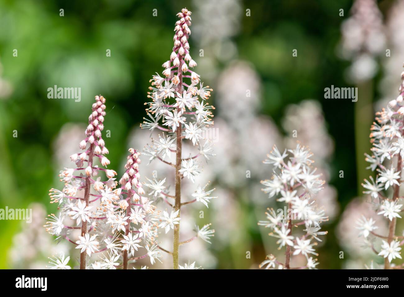 Close up of heartleaf foamflowers (tiarella cordifolia) covered in water droplets Stock Photo