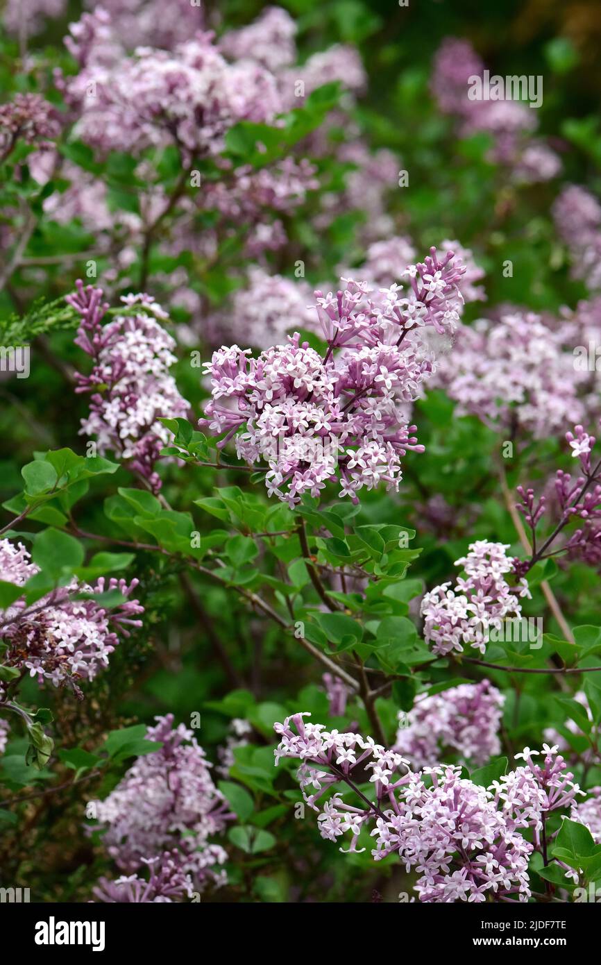 Dwarf korean lilac tree hi-res stock photography and images - Alamy