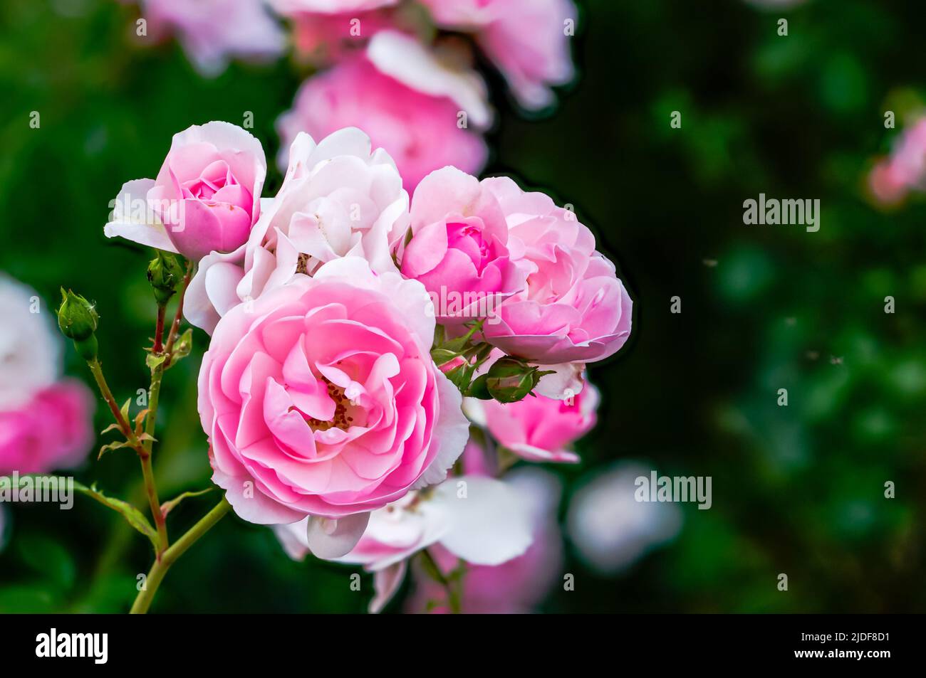 English rose, multi-flowered pink flower bouquets from close range Stock Photo