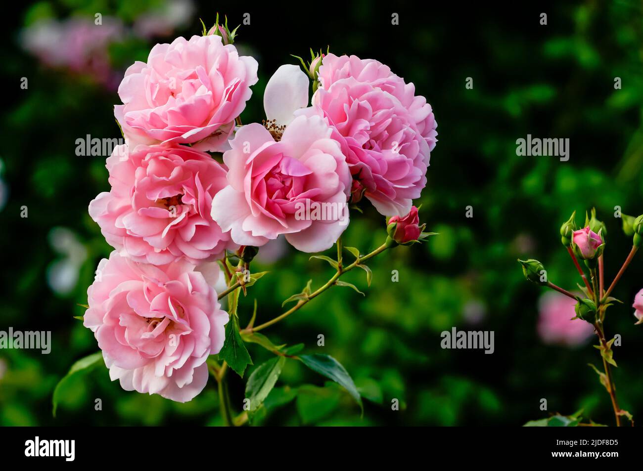 English rose, multiflowered pink flower bouquets from close range