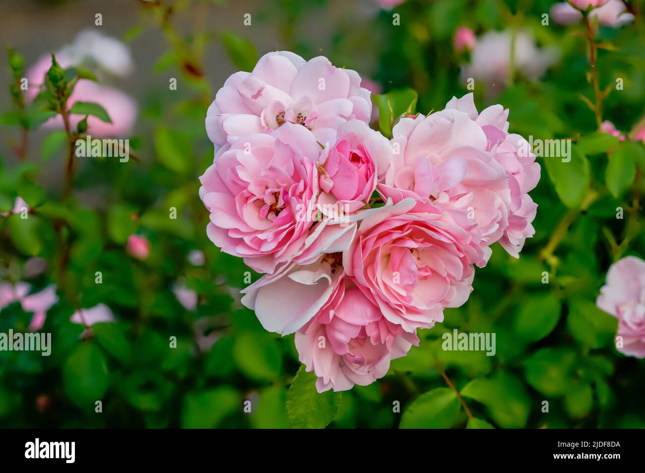 English rose, multiflowered pink flower bouquets from close range