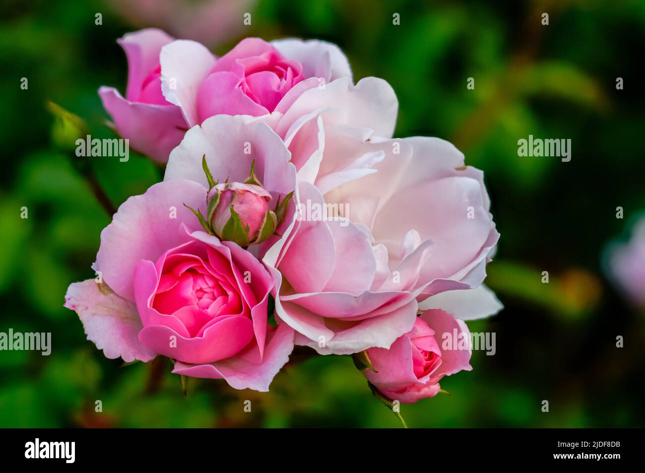 English rose, multi-flowered pink flower bouquets from close range Stock Photo