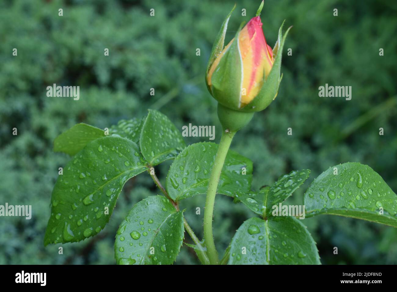 Newly formed multi colored rose bud on a blurred green background with in focus water drops on the foreground leaves-01 Stock Photo