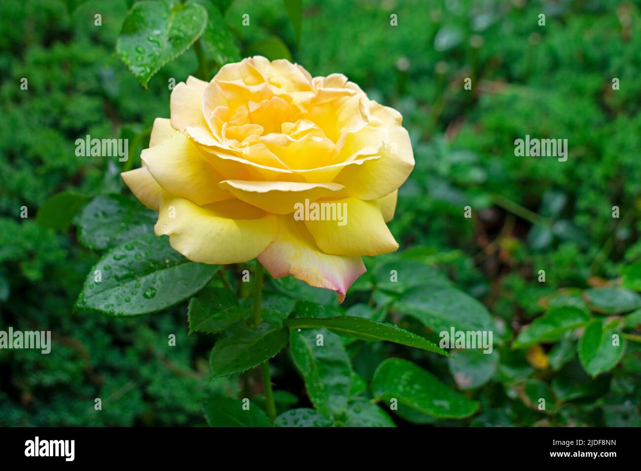 Single, large, pinkish yellow rose on a blurred green background of wet leaves and shrubs -19 Stock Photo