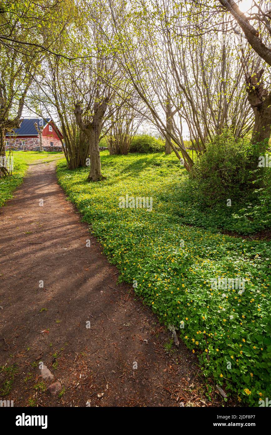View of blooming white anemone and yellow buttercup flowers, trees, footpath and old cowshed in a lush grove in Åland Islands, Finland, on a sunny day Stock Photo