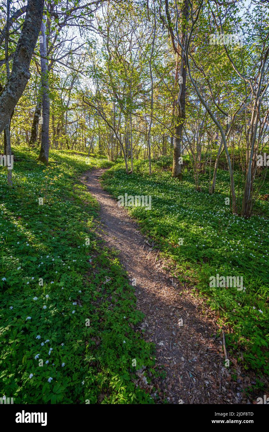 Beautiful view of white anemone flowers blossom in a lush forest at Höckböleholmen nature reserve in Åland Islands, Finland, on a sunny day in spring. Stock Photo