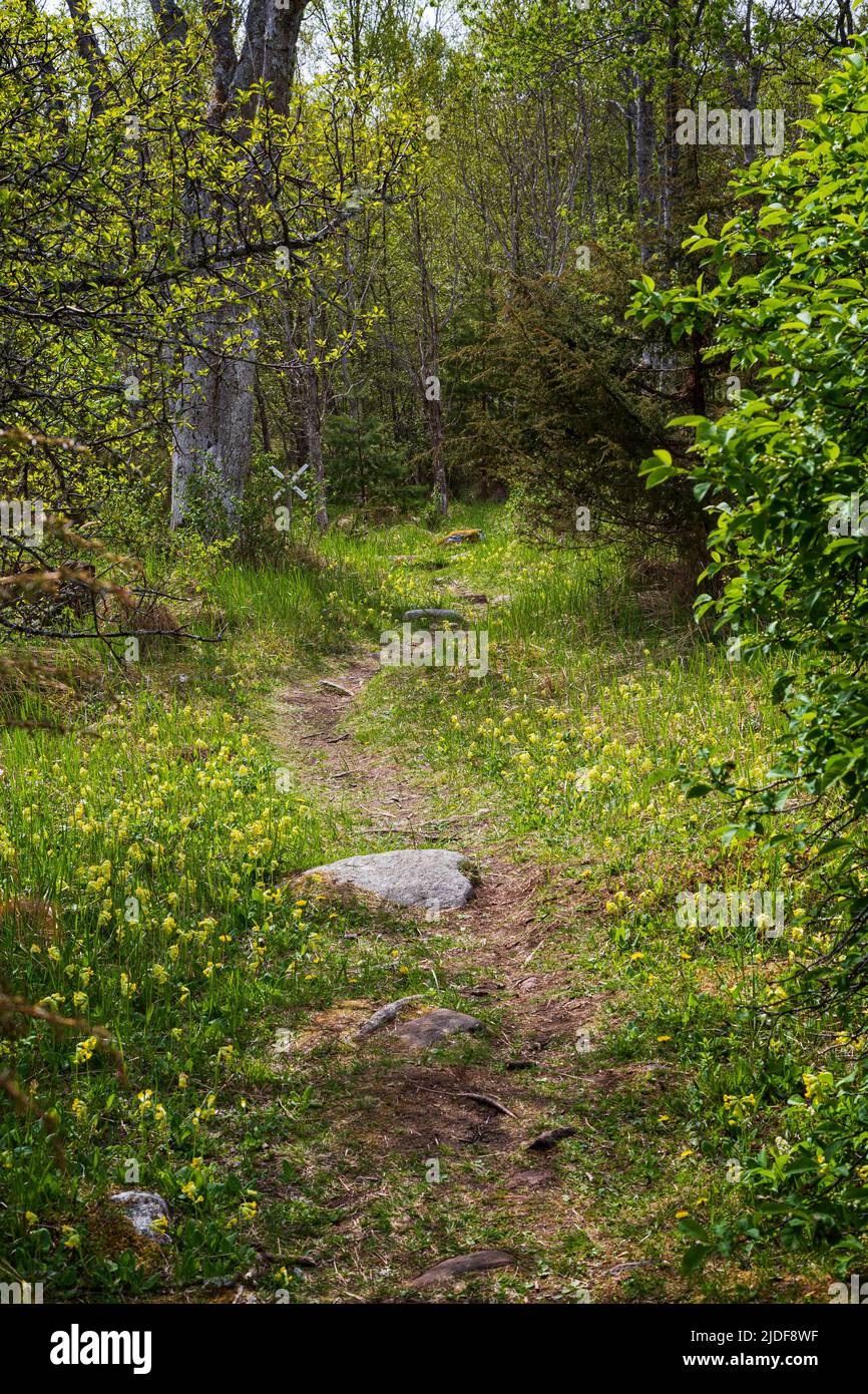Pathway in a lush forest along the nature trail at the Järsö nature reserve in Åland Islands, Finland, on a sunny day in the summer. Stock Photo
