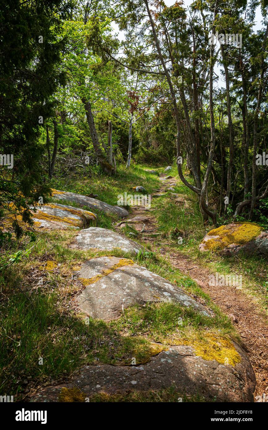 Pathway in a lush forest along the nature trail at the Järsö nature reserve in Åland Islands, Finland, on a sunny day in the summer. Stock Photo