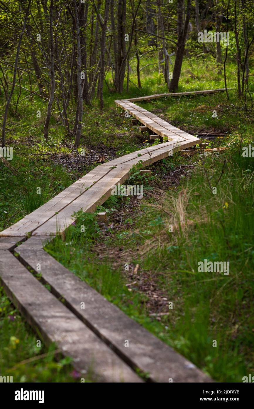 Wooden duckboards in a lush forest along the nature trail at the Järsö nature reserve in Åland Islands, Finland, on a sunny day in the summer. Stock Photo