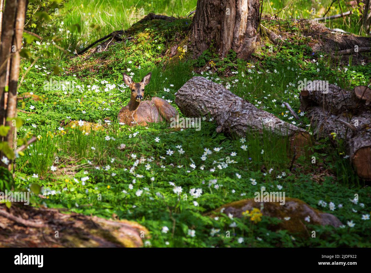 Young European roe deer lying amid white anemone flowers in a lush forest at Nåtö nature reserve in Åland Islands, Finland, on a sunny day in spring. Stock Photo