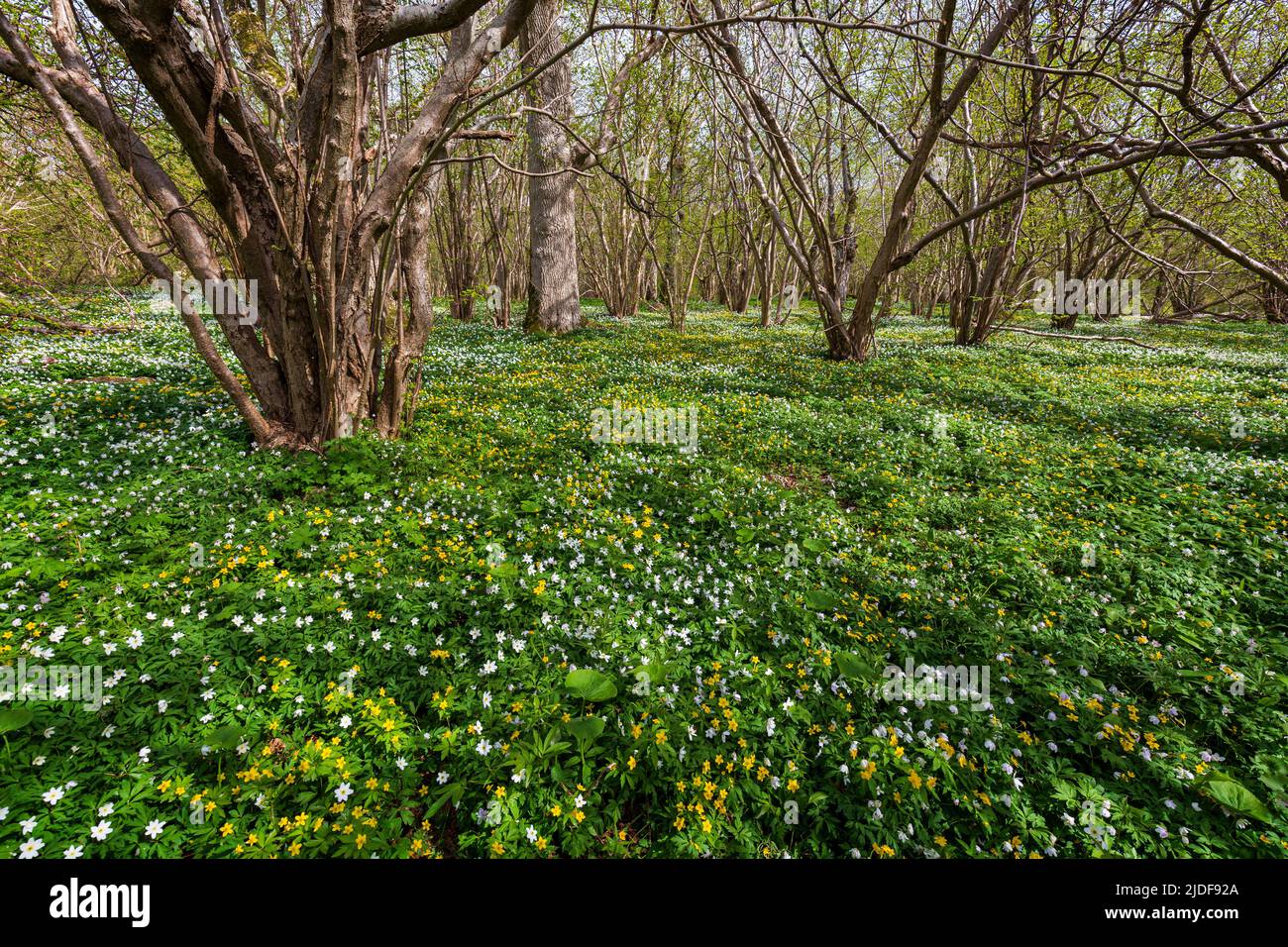 White anemone and yellow Kashubian buttercup flowers blossom in a lush grove at the Ramsholmen nature reserve in Åland Islands, Finland, in spring. Stock Photo