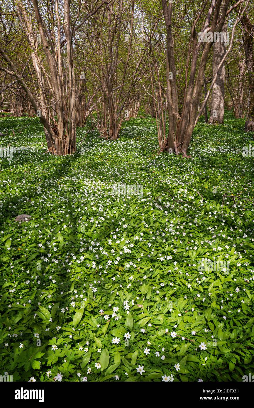 Beautiful view of white anemone flowers blossom in a lush grove at the Ramsholmen nature reserve in Åland Islands, Finland, on a sunny day in spring. Stock Photo