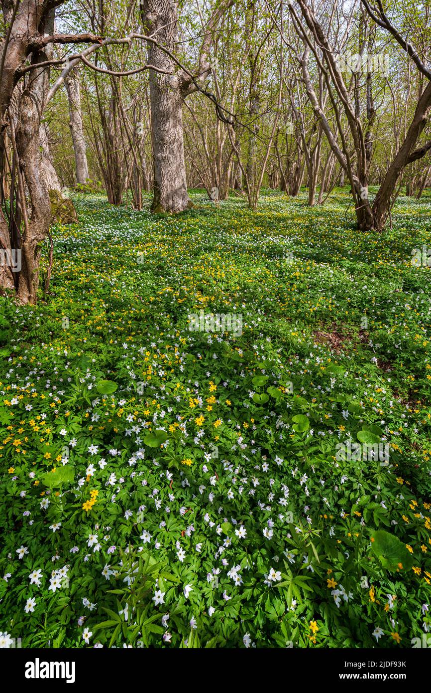 Beautiful view of white anemone & yellow buttercup flowers blossom in a lush grove at the Ramsholmen nature reserve in Åland Islands in the spring. Stock Photo
