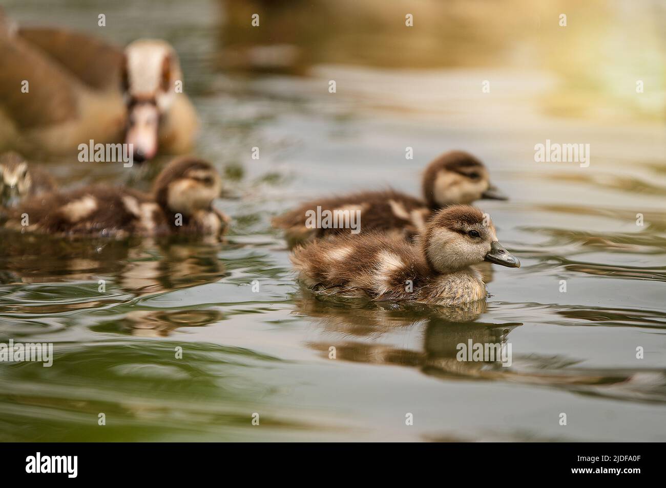 Enten Familie am Wasser Stock Photo