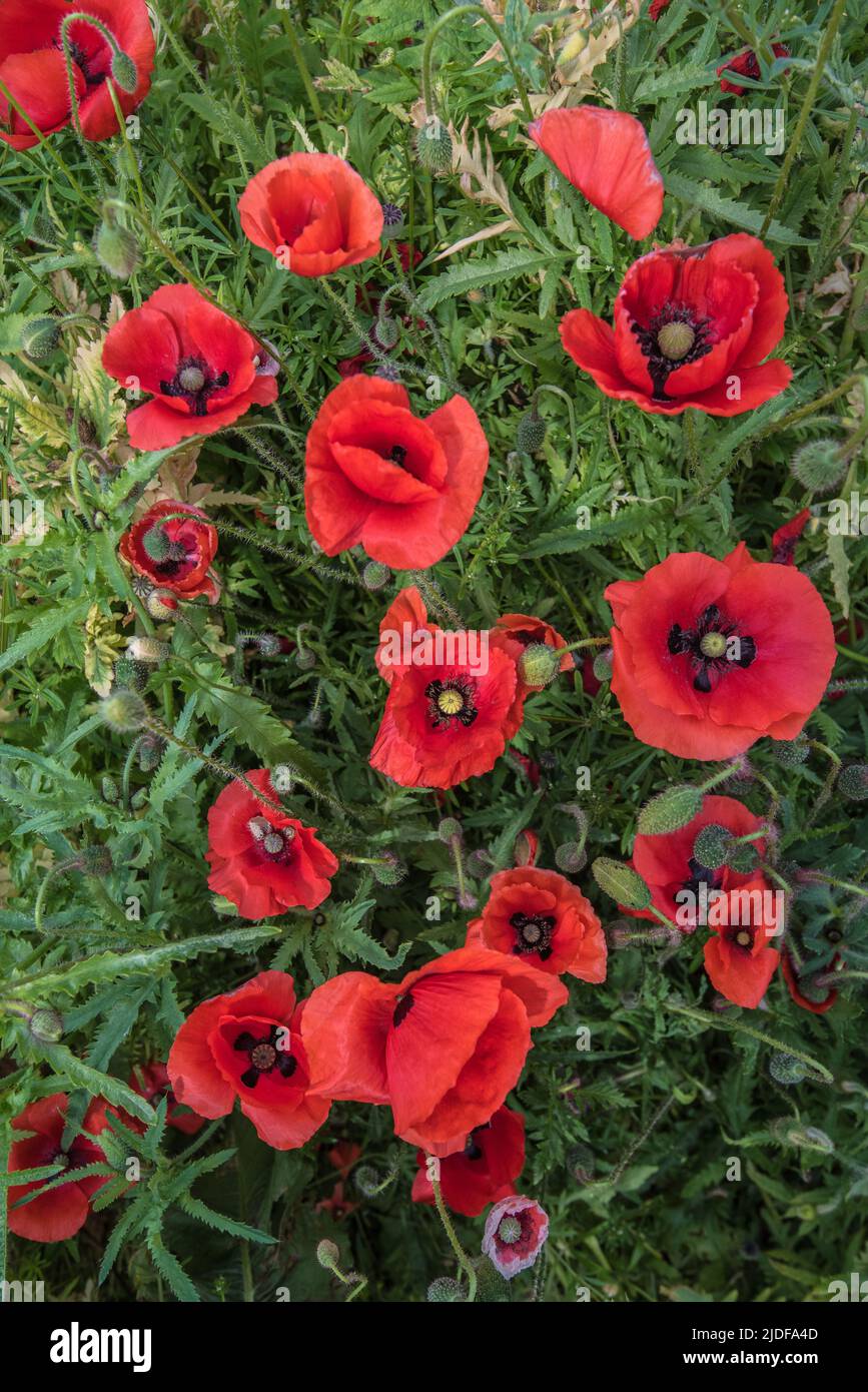 Papaver rhoeas, the common poppy, is an attractive, red wildflower  nthat is associated with remembrance and hope for a peaceful future Stock Photo