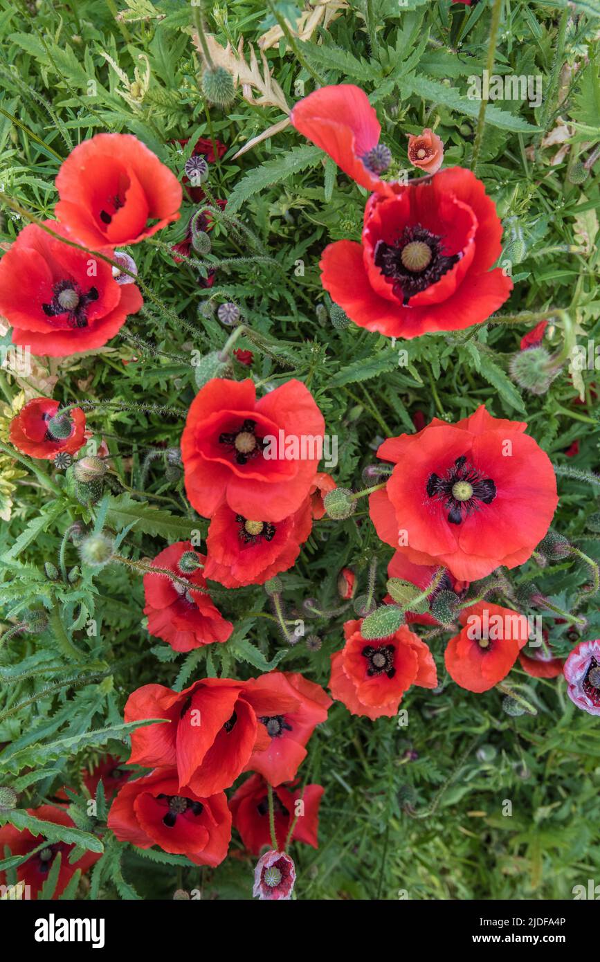 Papaver rhoeas, the common poppy, is an attractive, red wildflower  nthat is associated with remembrance and hope for a peaceful future Stock Photo