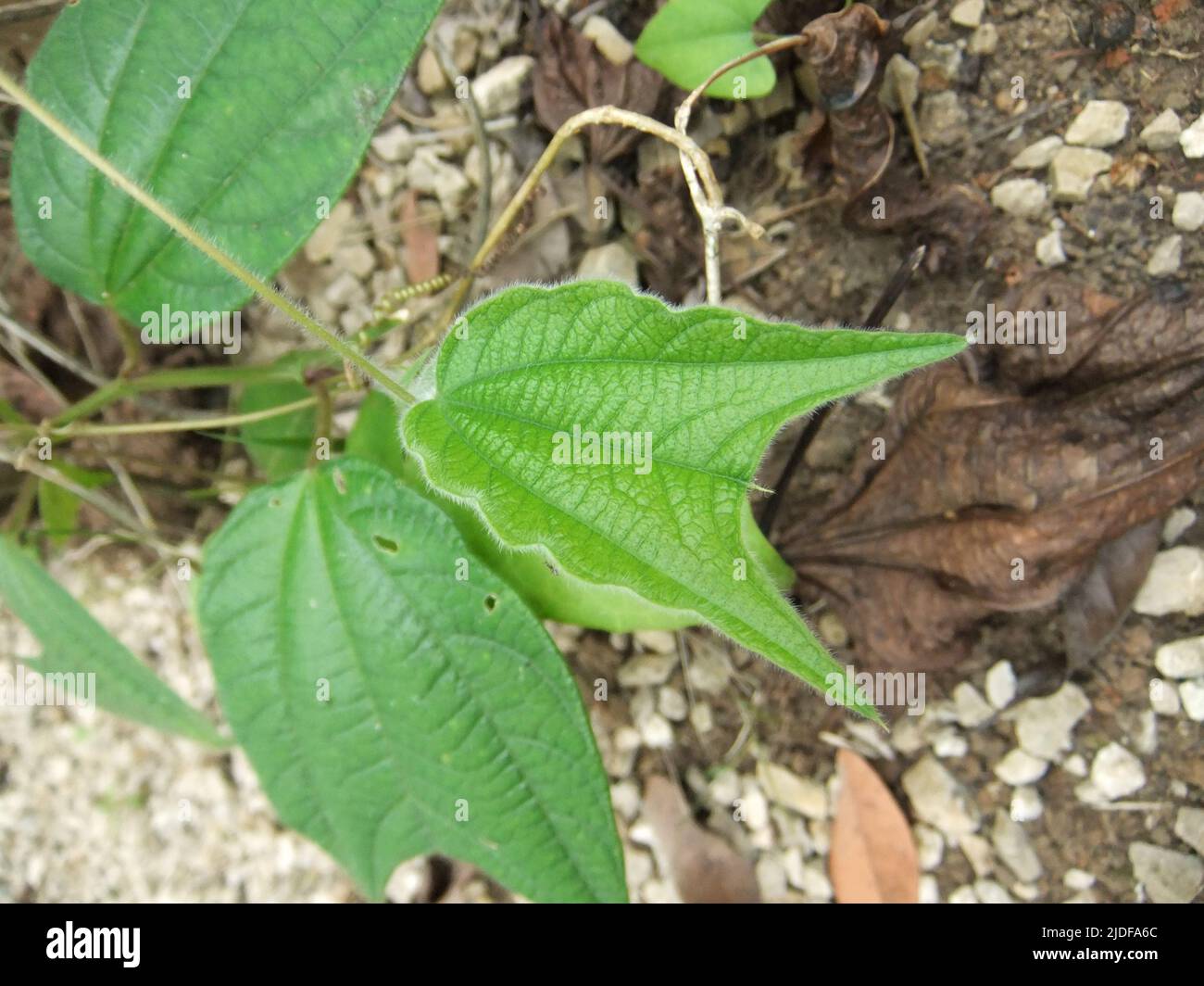 close up of an un-named Passiflora species leaves Stock Photo