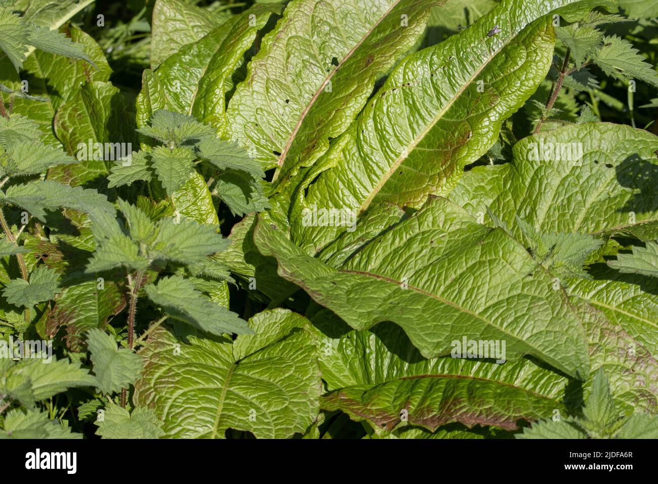 close up of Broad-leaved dock  (Rumex obtusifolius) on a natural green background Stock Photo