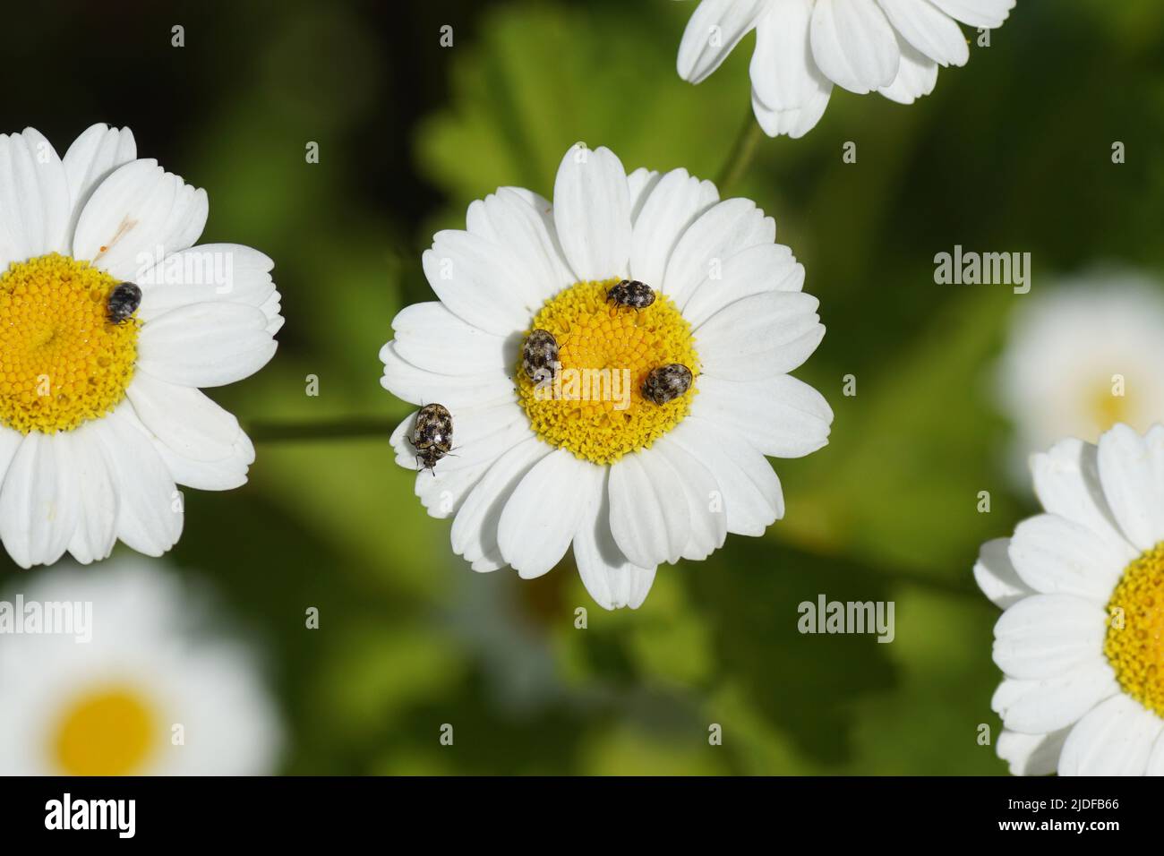 Varied carpet beetles (Anthrenus verbasci) on the flowers of feverfew (Tanacetum parthenium). Family skin beetles (Dermestidae). Dutch garden, June Stock Photo