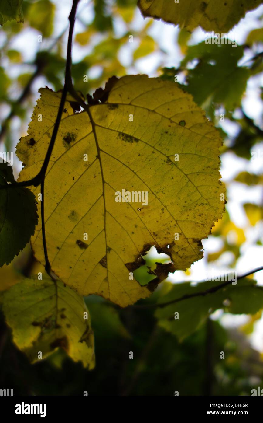 light shinning through an isolated autumn yellow leaf Stock Photo