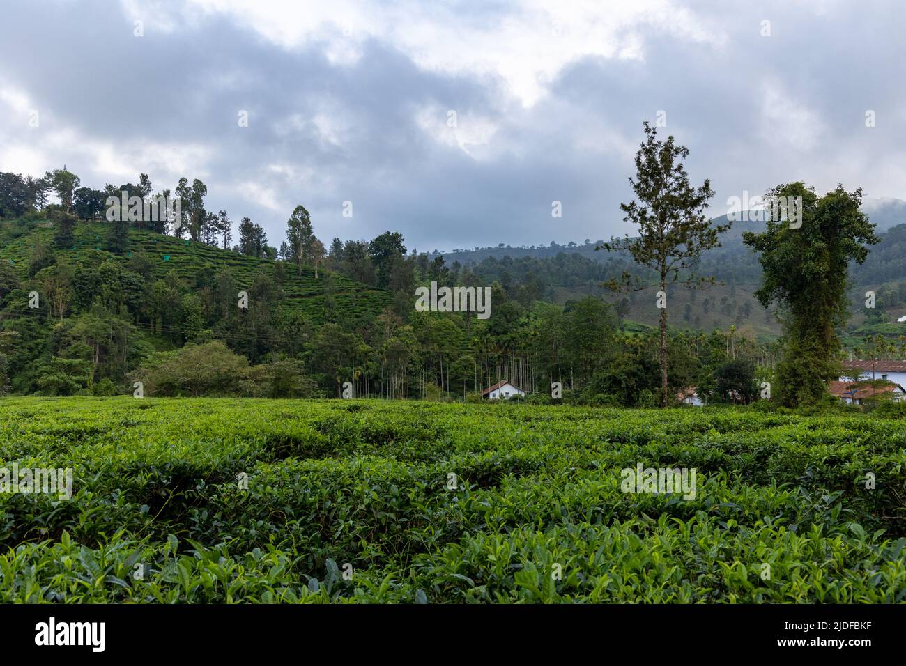 Beautiful view of the landscape and tea gardens near AVT Estate in