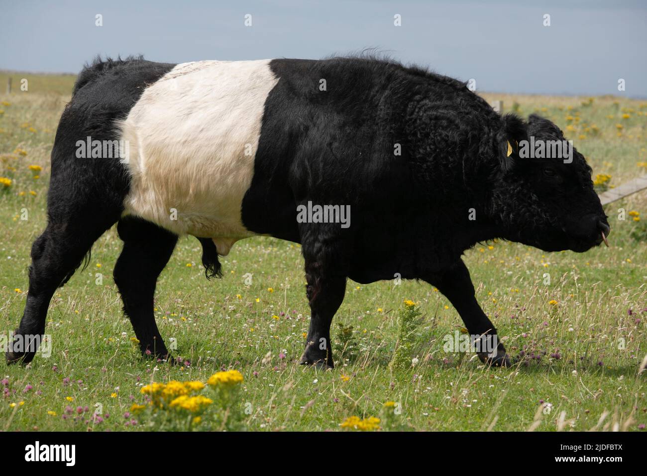 Galloway bull, Scotland, UK Stock Photo