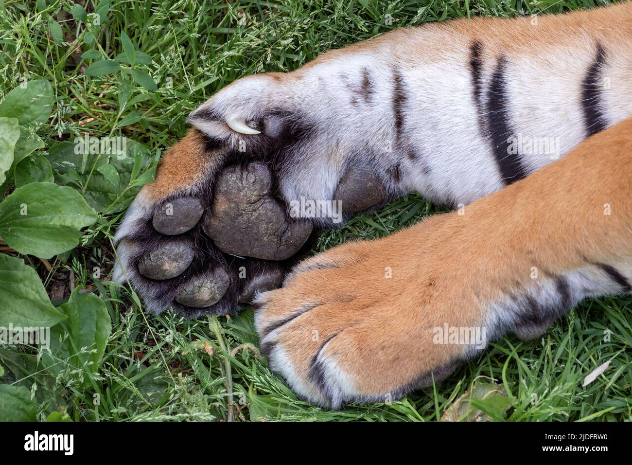 Hind paw of adult Sumatran tiger Stock Photo
