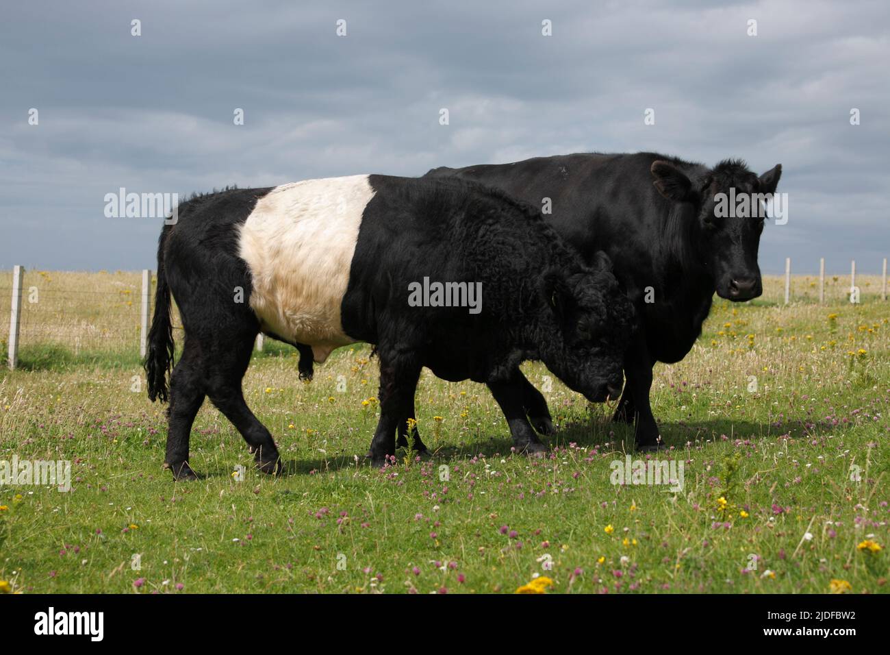 Galloway cattles, Scotland, UK Stock Photo