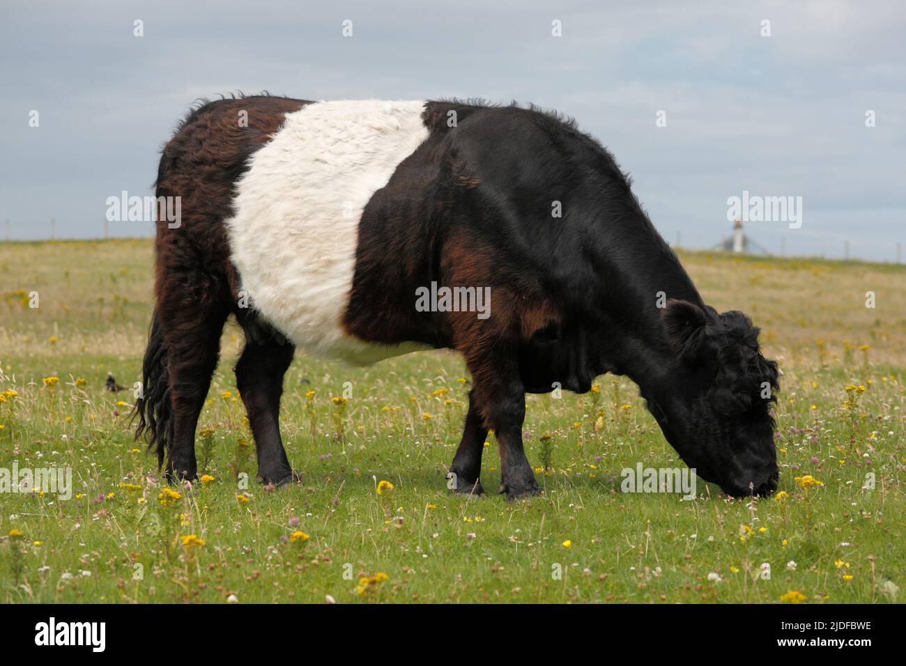 Galloway cattle, Scotland, UK Stock Photo