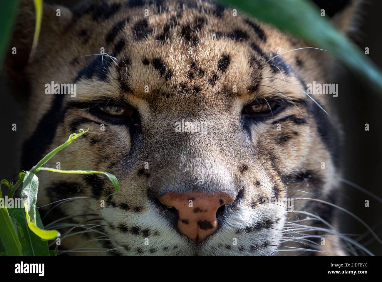 Male clouded leopard (close-up) Stock Photo