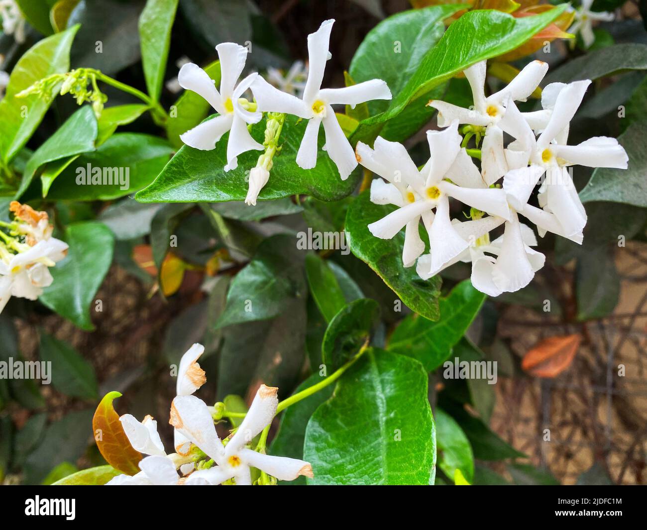Jasminum officinale, common jasmine Stock Photo
