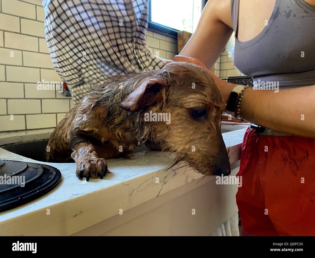 A dachshund dog getting a bath in the sink Stock Photo - Alamy
