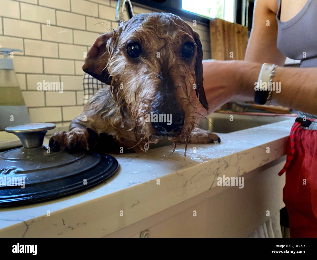 A dachshund dog getting a bath in the sink Stock Photo - Alamy