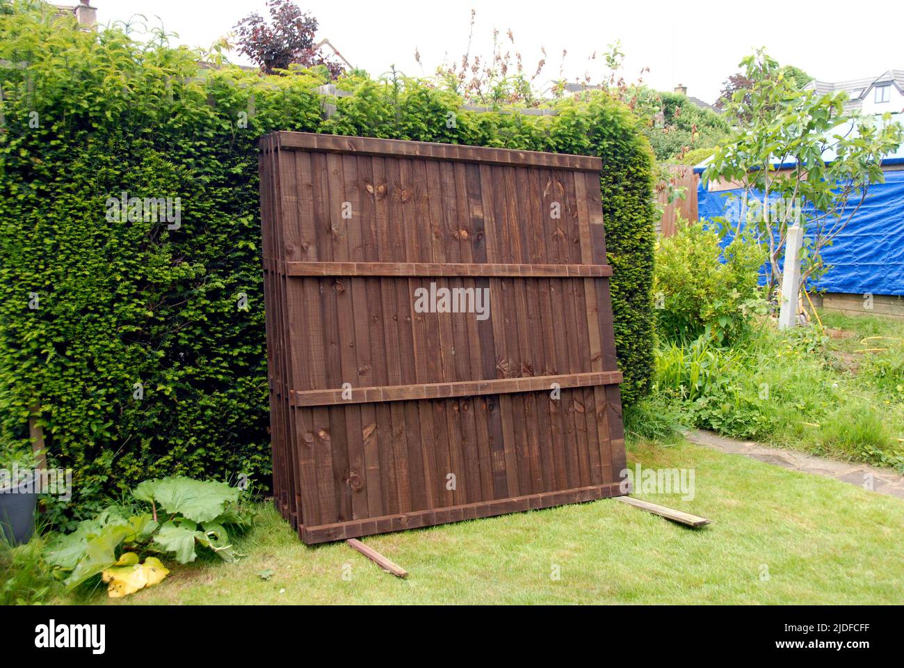 Fence panels standing on wooden supports on grass and leaning against Yew hedge temporarily until needed for installation Stock Photo