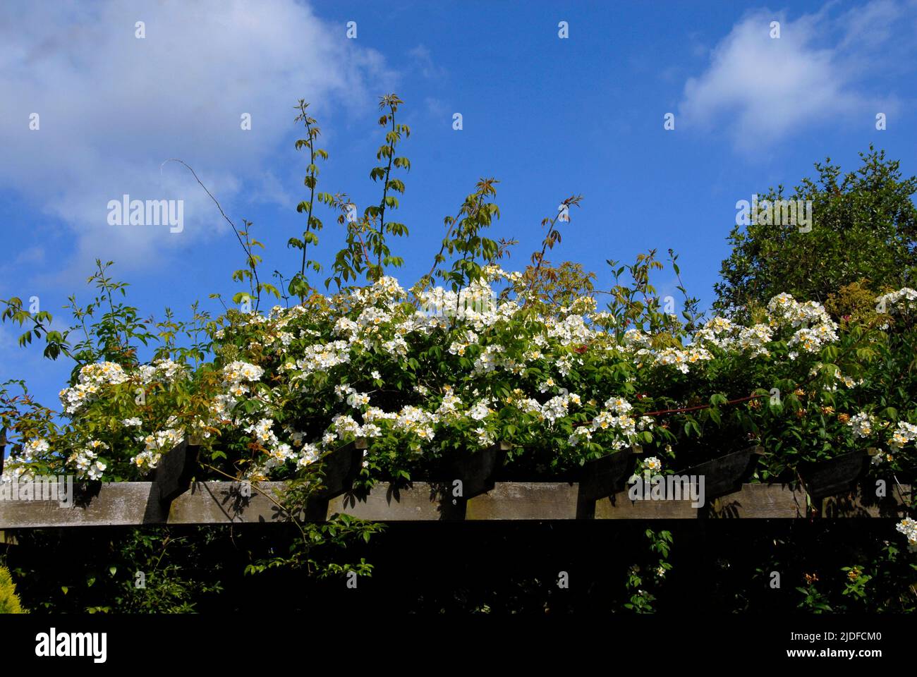 Kiftsgate rose growing over the top of a pergola in a domestic suburban garden with blue sky beyond Stock Photo