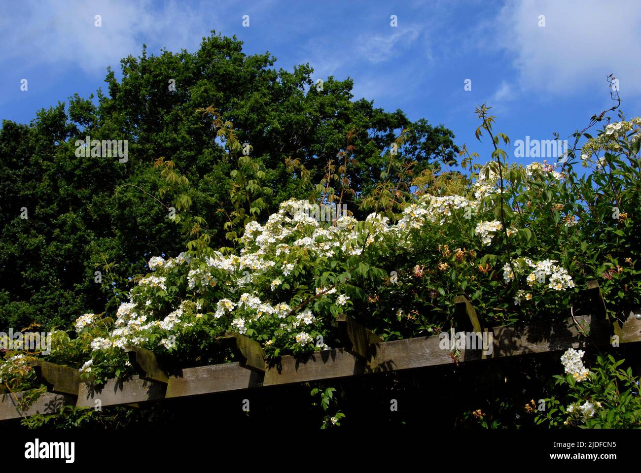 Kiftsgate rose growing over the top of a pergola in a domestic suburban garden with oak tree and blue sky beyond Stock Photo
