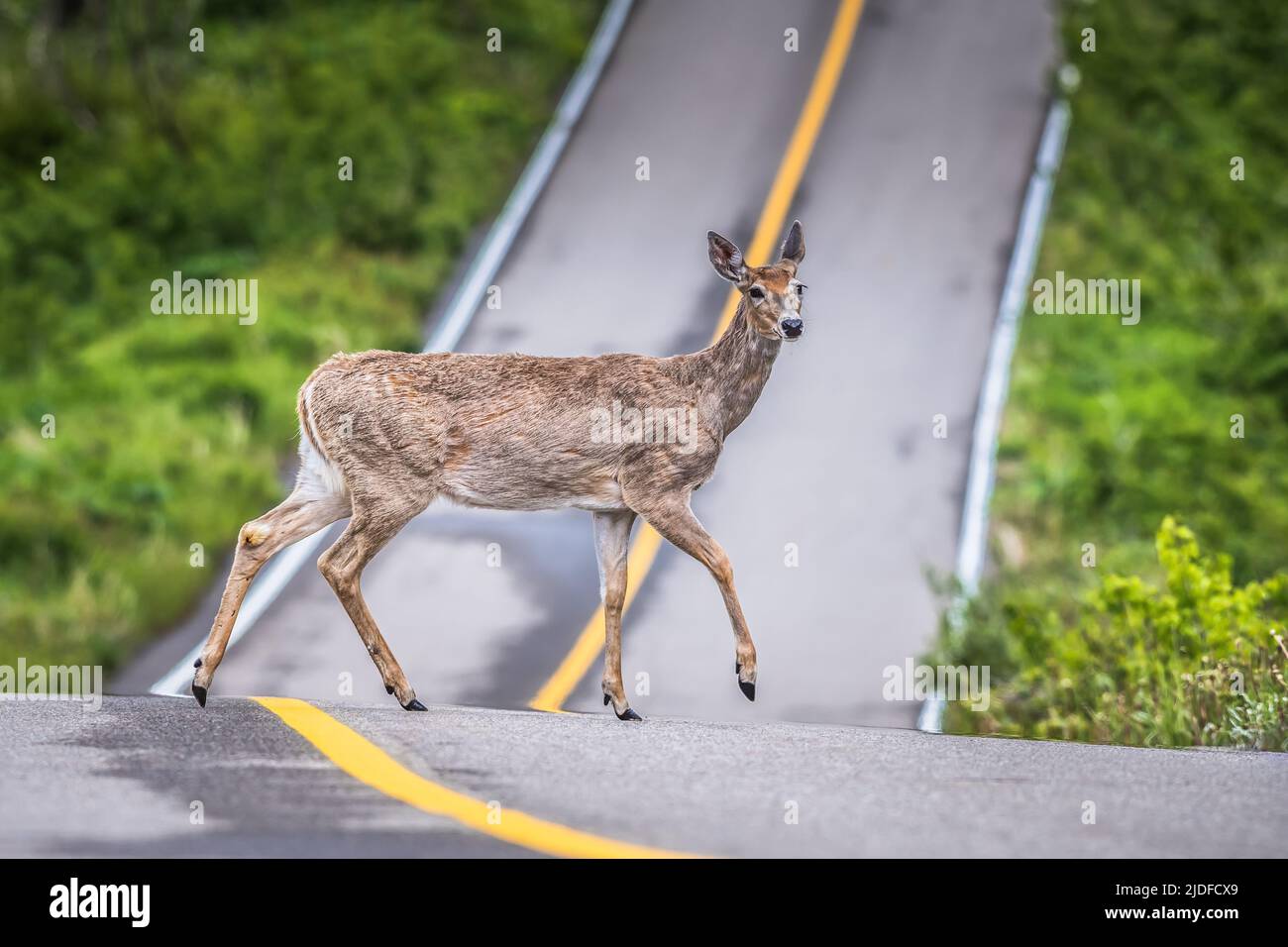 Deer Crossing Stock Photo